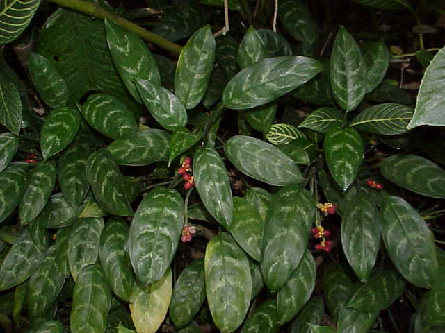 Chinese evergreen