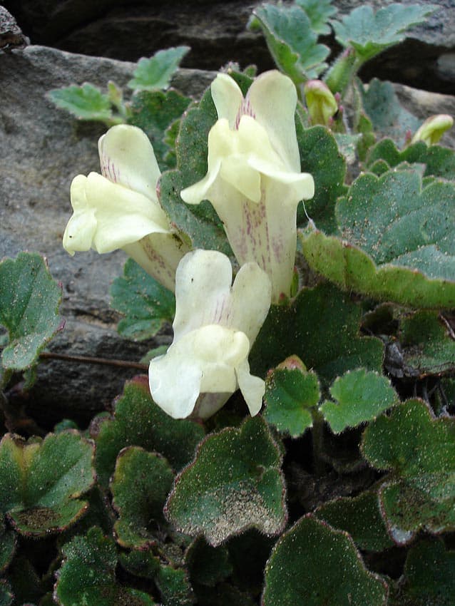 trailing snapdragon