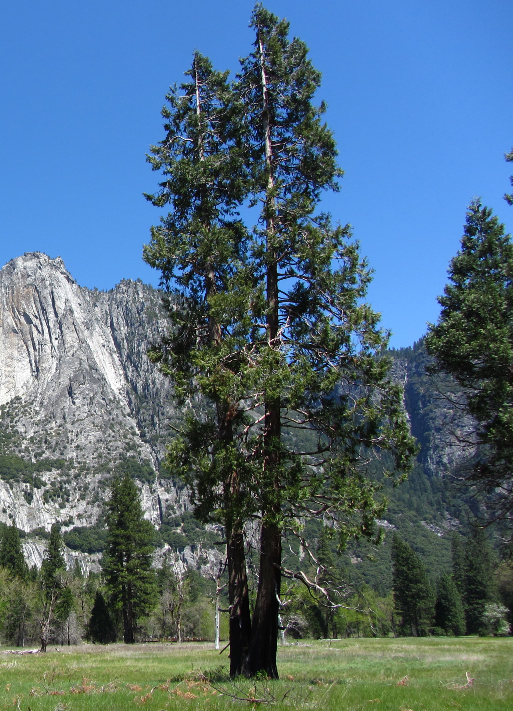 California Incense Cedar