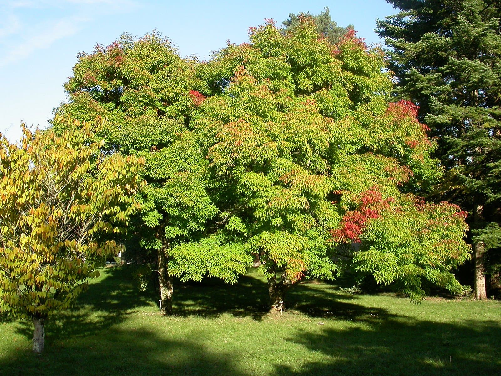 Three Flowered Maple