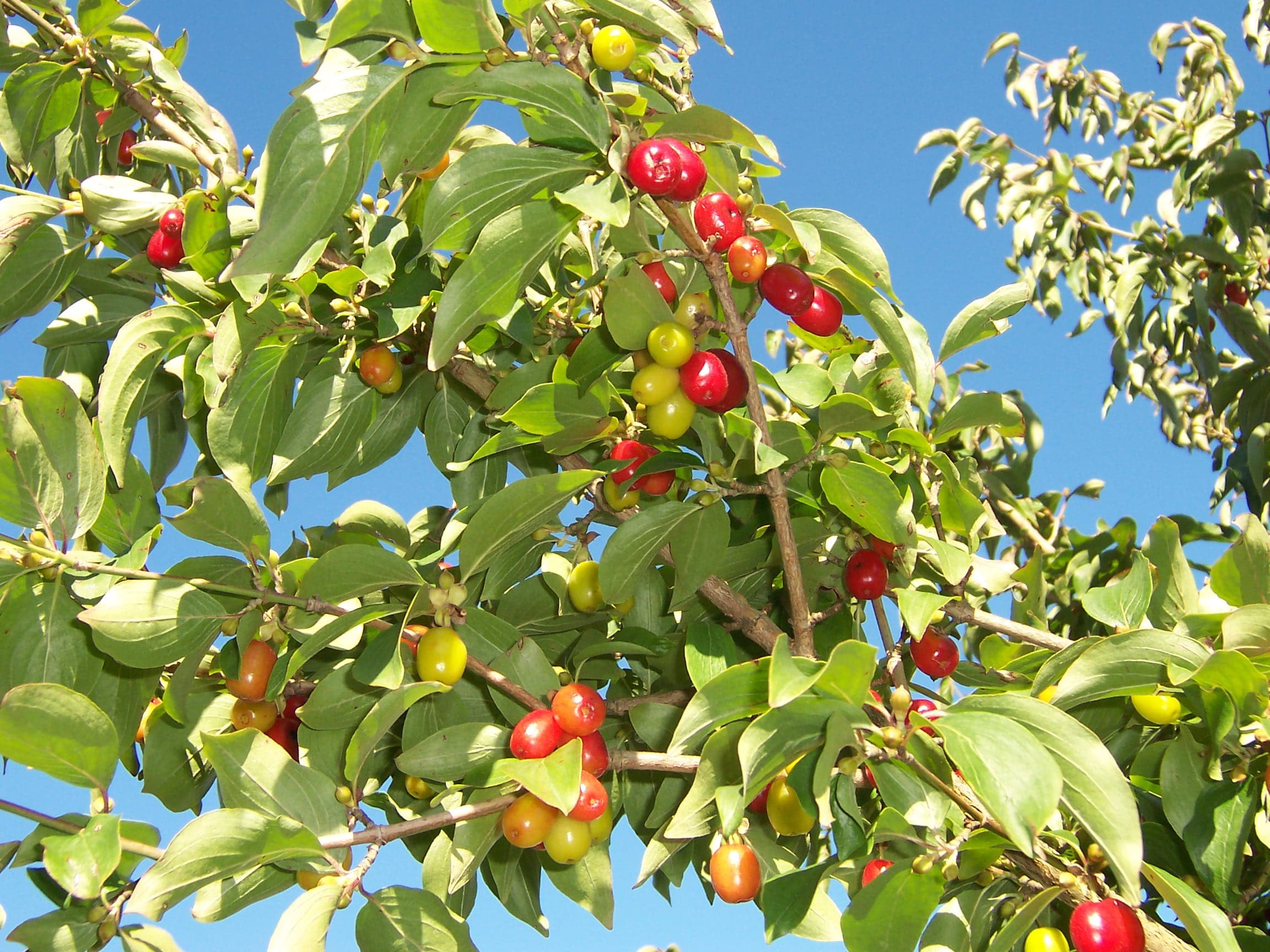 Cornelian Cherry Dogwood