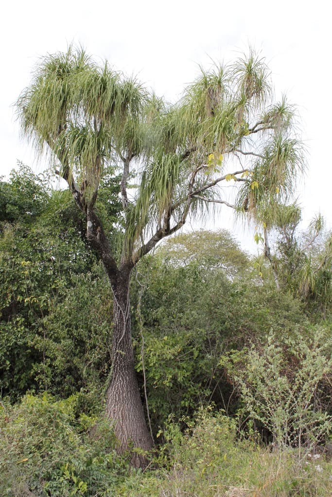 ponytail palm