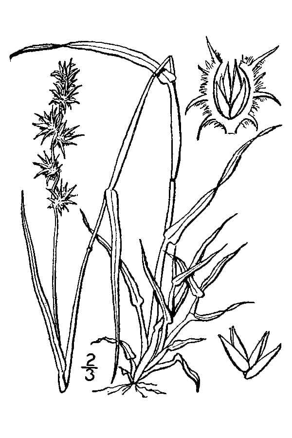 Fountain Grass