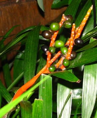 Cat Palm