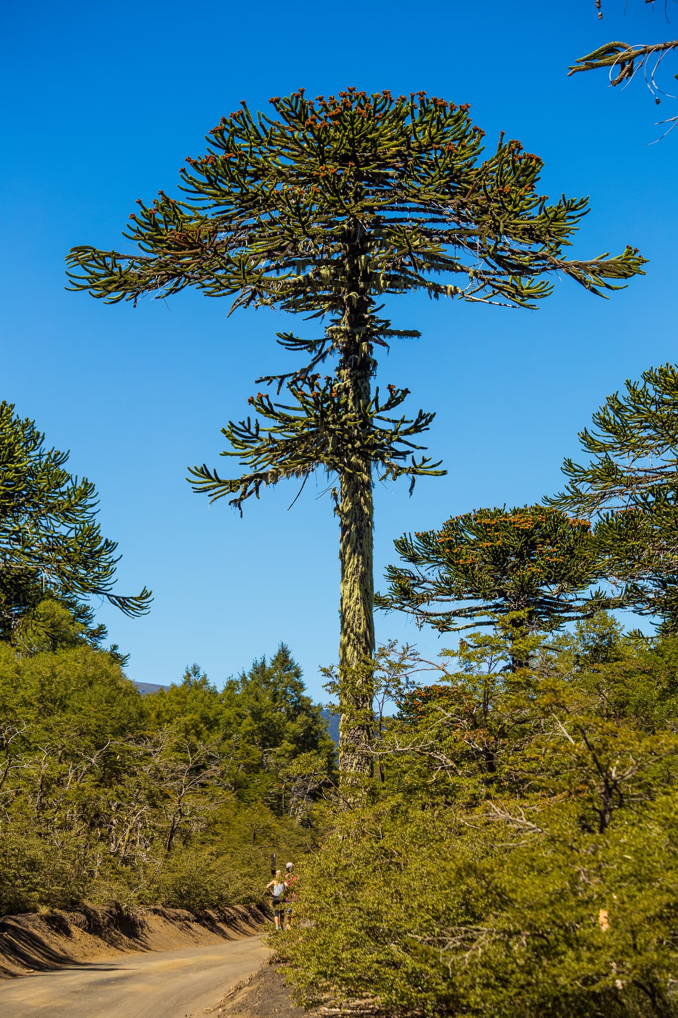 Monkey Puzzle Tree
