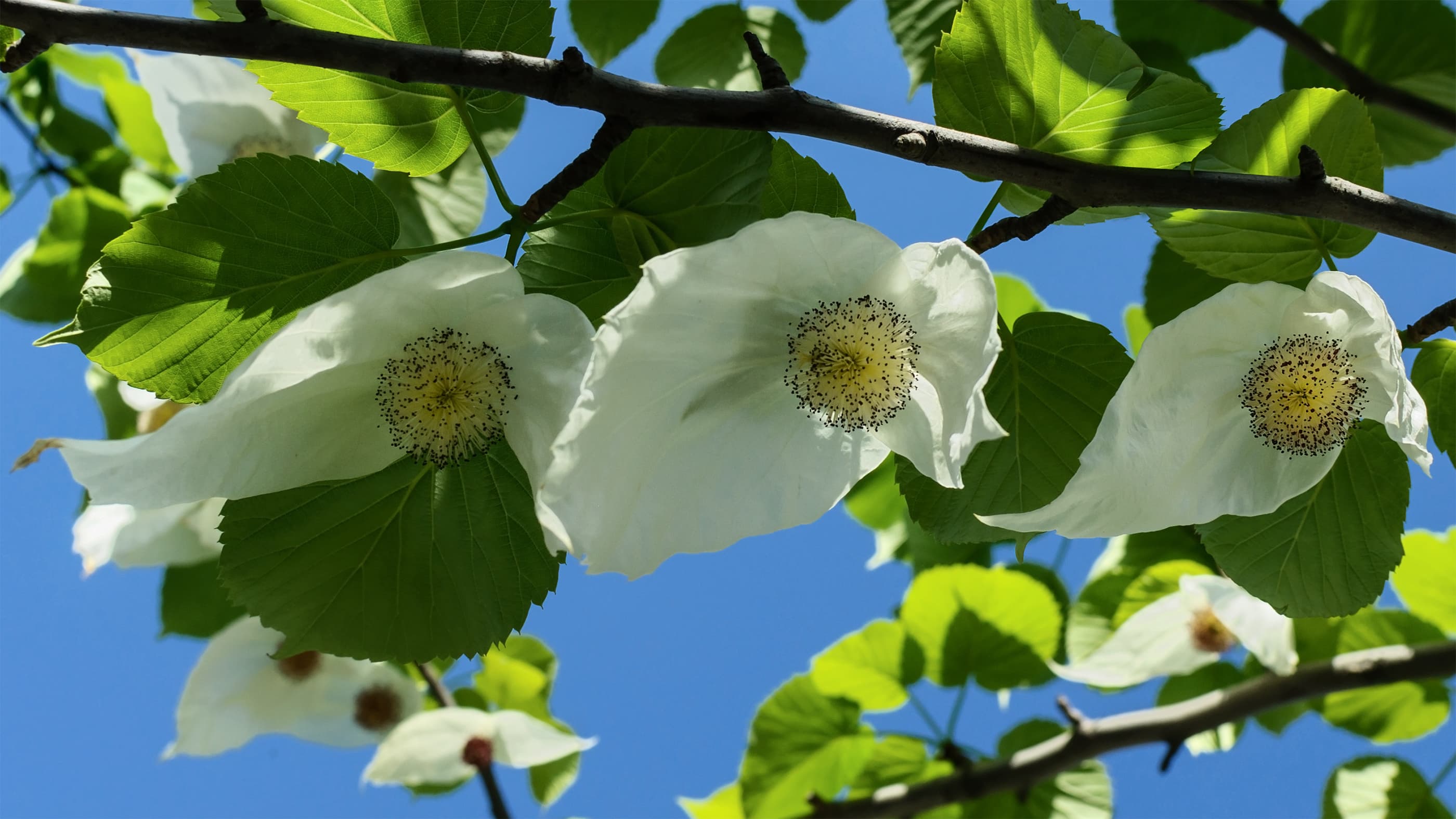 Dove Tree
