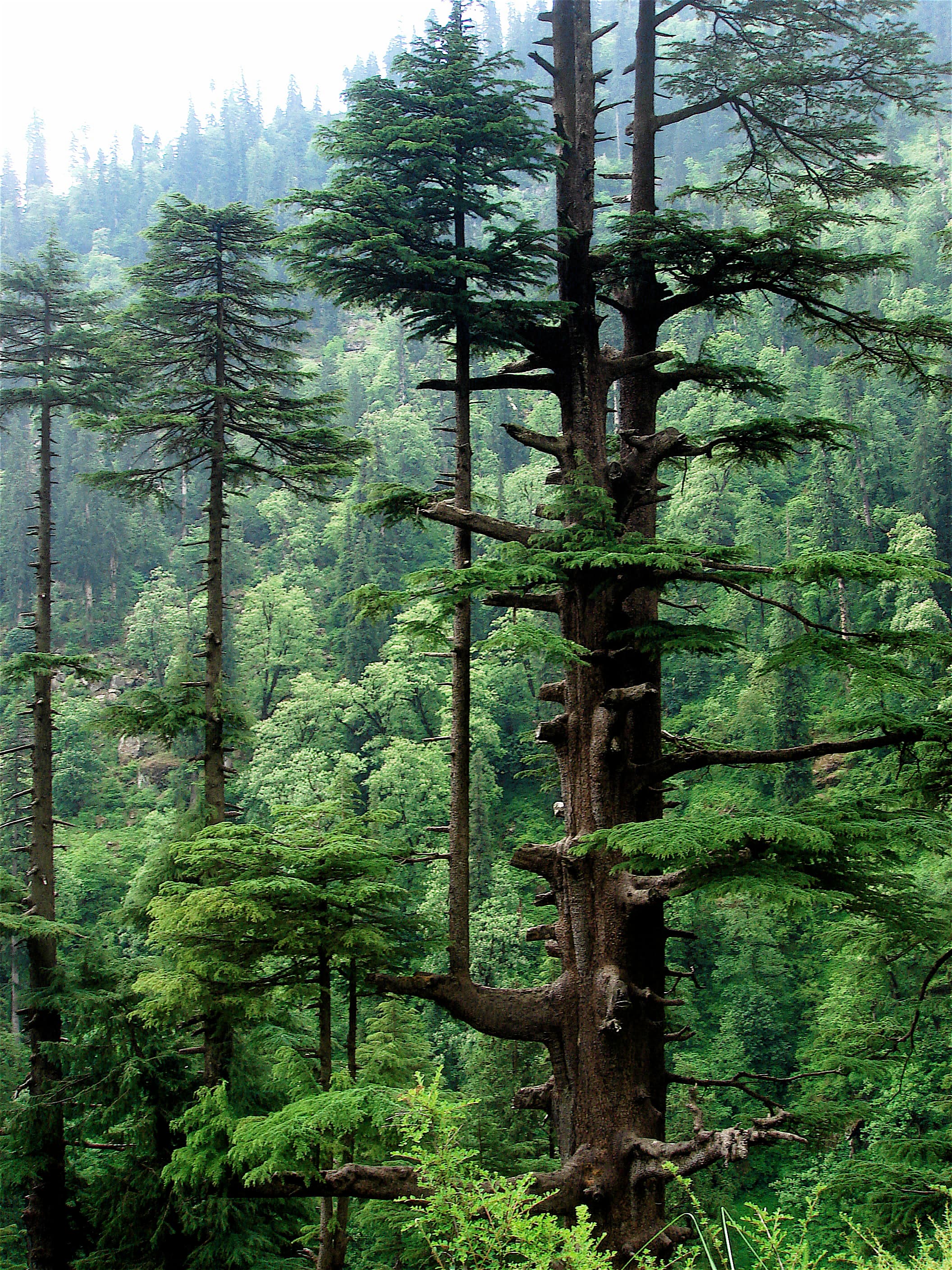 Deodar Cedar