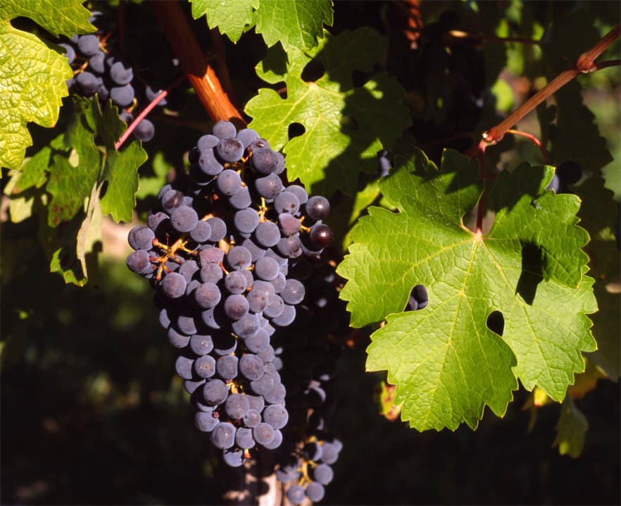 Grape Vine