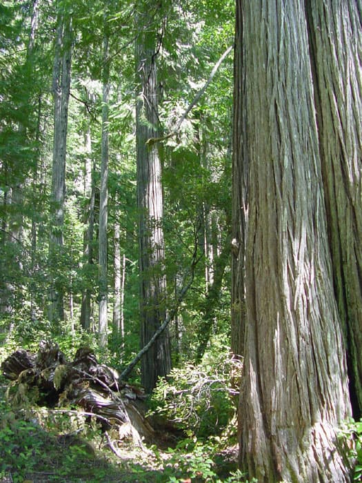 Lawson Falsecypress