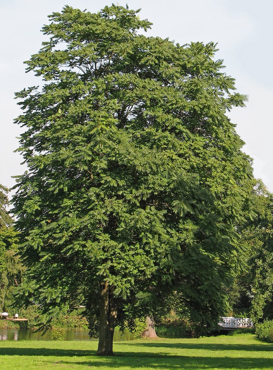 Tree-of-heaven