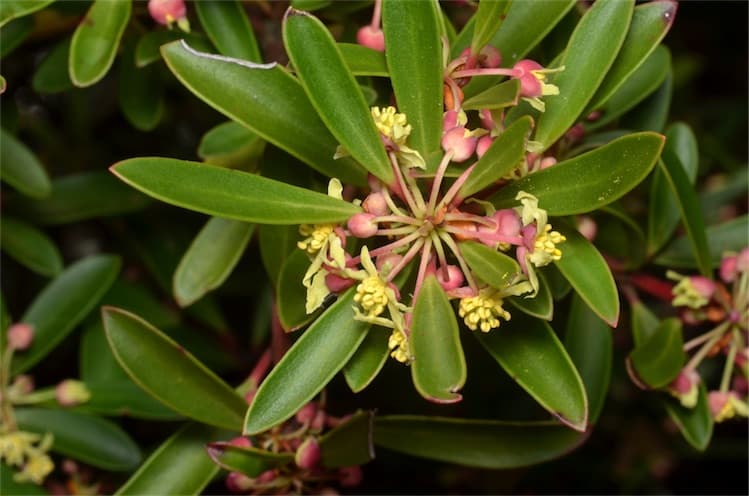 Mountain Pepper