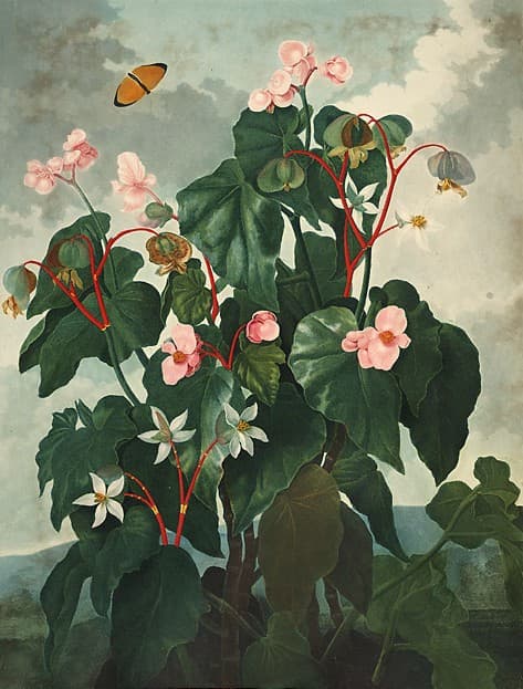 begonia